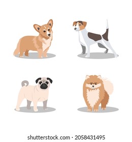 Four popular breeds of small dogs: Jack Russell, Pomeranian Terrier, Pembroke Corgi, pug