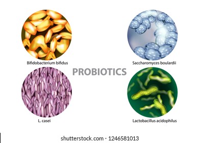 Cuatro tipos populares de probióticos bacterianos: L. casei, Saccharomyces boulardii, Bifidobacterium bifidus, Lactobacillus acidophilus.