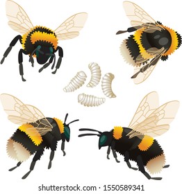 132,005 Bumblebee Images, Stock Photos & Vectors | Shutterstock