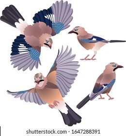 Four poses of natural looking birds Eurasian jay