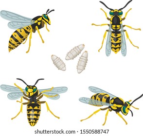 Four poses of wasp insect and its larvae