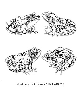 
four positions of frogs in shape vector image