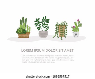 Four pots of houseplants. Cacti, succulents, hanging plants. Vector illustration in minimalist style. 