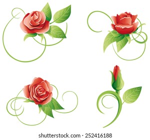 Four roses on a white background. Vector illustration.