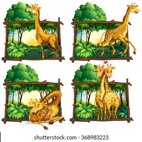 Four scenes of giraffes in the woods illustration