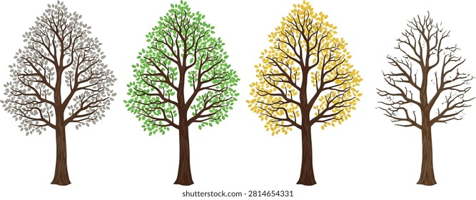 Four Seasonal Trees Showing Different Leaf Colors Isolated Illustration Design