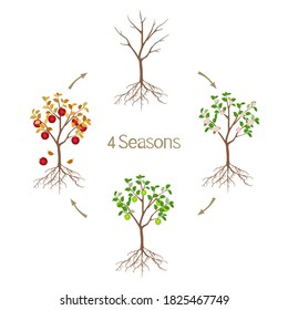 Árbol de manzanas de cuatro temporadas sobre fondo blanco.