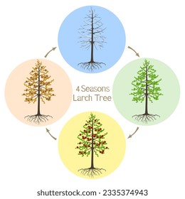 Four seasons dahurian gmelin larch tree on a white background.