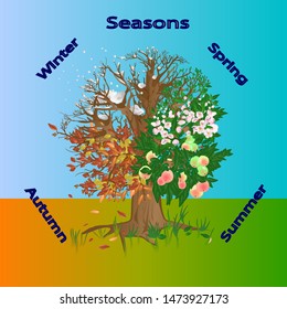 Four Seasons Tree. Apple tree in all seasons. A tree in winter, spring, summer and autumn. Vector illustration