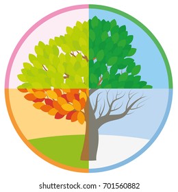 Four Seasons Tree In Spring, Summer, Fall And Winter Arranged In A Circle - Tree Throughout The Course Of A Year With Different Foliage In Typical Colors And Shades - Vector Illustration.