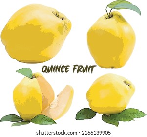 Four set of quince fruit collection