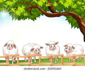 Four sheeps at the field