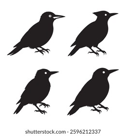 Four Silhouette Drawings of Woodpeckers