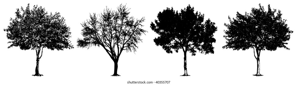 Four silhouettes of a deciduous tree which differ among themselves by form
