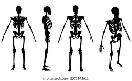 Four skeletons are shown in different positions, with one of them having its arms crossed. Concept of mystery and intrigue, as the skeletons are depicted in various poses and angles