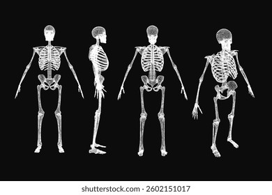 Four skeletons are shown in a row, each with a different pose. The skeletons are all white and appear to be in a museum or art exhibit. Scene is eerie and somewhat unsettling