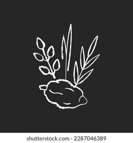 Four species chalk white icon on black background. Jewish holiday. Etrog, lulav, hadas, arava. Sukkot week-long festival. Symbolic meaning. Citron tree fruit. Isolated vector chalkboard illustration