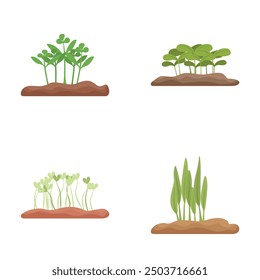 Four stages of plant growth from sprouting to mature plant, on white background