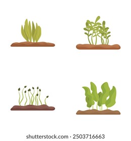 Four stages of plant growth from sprouting seedling to mature plant, isolated on white