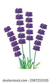 four stalks of purple lavender flowers