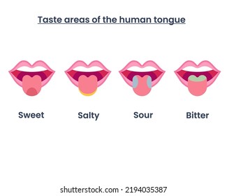 Four taste area of the human tongue. taste regions. vector illustration.