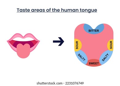 Cuatro zonas de sabor de la lengua humana dulce agrio salado amargo ilustración vectorial.