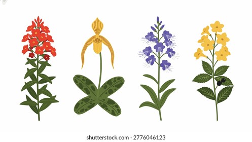 Four Tropical Botanical Bundle Edition: Phlox, Paphiopedilum, Whiskerplant. Design Element. Clip art. Suitable for artwork design. Editable for any design. 