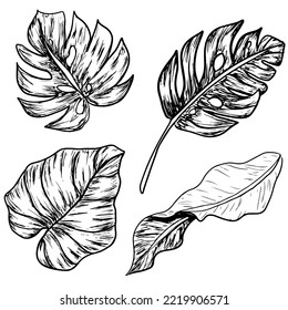 Four tropical leaves lineart black white set