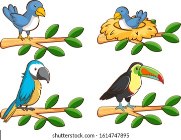 Four types of birds on the branch illustration