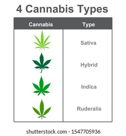 Four Types Of Cannabis: Sativa, Indica, Hybrid And Ruderalis.