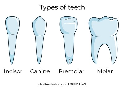 Four types of human teeth isolated on white background vector illustration