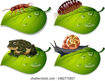 Four types of insects on green leaves illustration