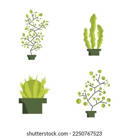 Four types of plants set on white background
