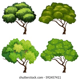 Four types of trees illustration