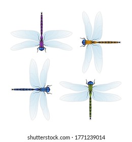 Four varicolored dragonflies on a white background. Realistic vector illustration