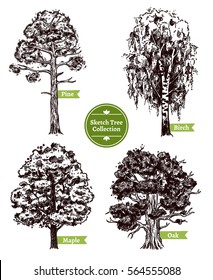 Four various deciduous sketch trees set with pine maple birch and oak isolated on white background doodle vector illustration