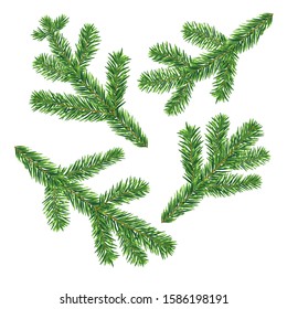 Four vector fir tree branches isolated on the white background
