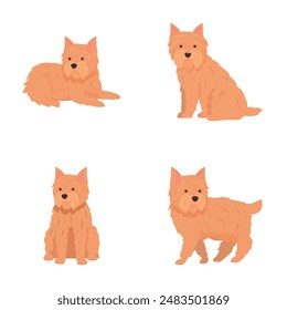 Cuatro Ilustraciones vectoriales con lindos perros cairn terrier en diferentes poses de pie y sentado