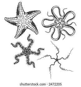 Four vector starfish illustrations