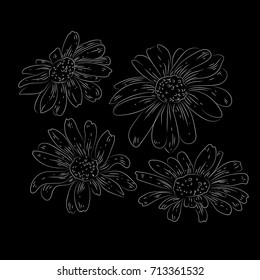 Four very detailed vector daisy set isolated on black background