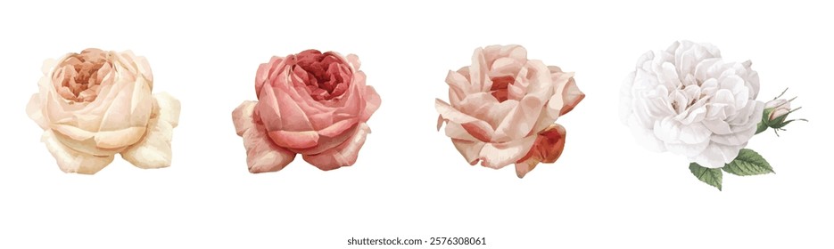 Four watercolor roses in soft pink and white shades. The roses are delicate, with watercolor textures. Beautiful watercolor roses in bloom. Spring illustrations, vector set.