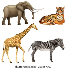 Four wild African animals on a white background