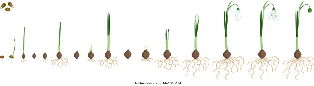 Four year life cycle of Galanthus nivalis or Common snowdrop. Stages of growth from seed to flowering plant with green leaves and white flower isolated on white background