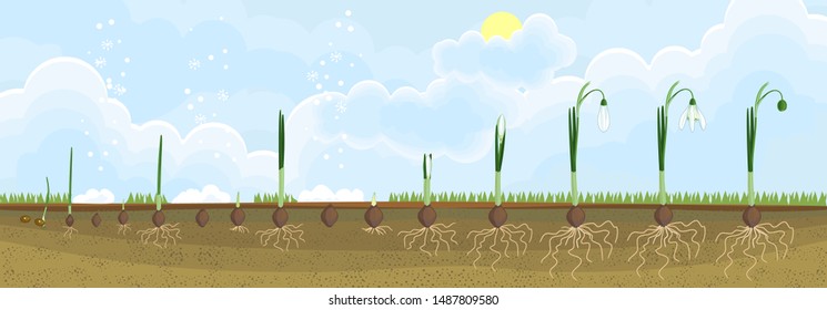 Four year life cycle of Galanthus nivalis or Common snowdrop. Stages of growth from seed to flowering plant with green leaves and white flowers in garden