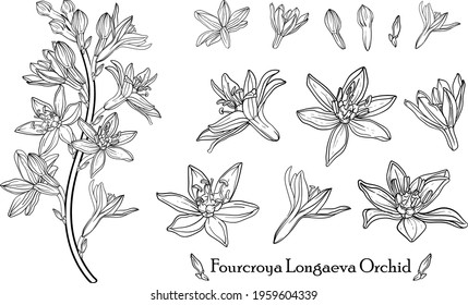 Fourcroya Longaeva Orchid. Flowery mood 