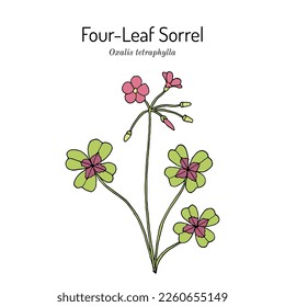 Four-Leaf Sorrel, or Lucky Glover (Oxalis tetraphylla), ornamental plant. Hand drawn botanical vector illustration