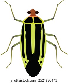 Four-lined plant bug is a species of true bug  in the family Miridae.