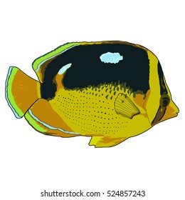 Fourspot Butterflyfish Vector Illustration