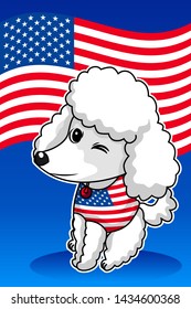 Fourth Independence Day of white Poodle
