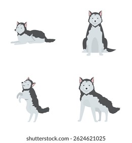 Fourvector illustrations of a cute siberian husky in different poses on a white background